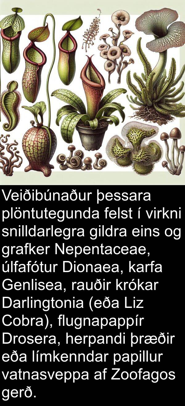 plöntutegunda: Veiðibúnaður þessara plöntutegunda felst í virkni snilldarlegra gildra eins og grafker Nepentaceae, úlfafótur Dionaea, karfa Genlisea, rauðir krókar Darlingtonia (eða Liz Cobra), flugnapappír Drosera, herpandi þræðir eða límkenndar papillur vatnasveppa af Zoofagos gerð.