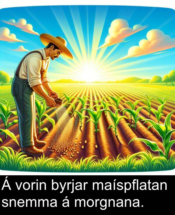 maíspflatan: Á vorin byrjar maíspflatan snemma á morgnana.