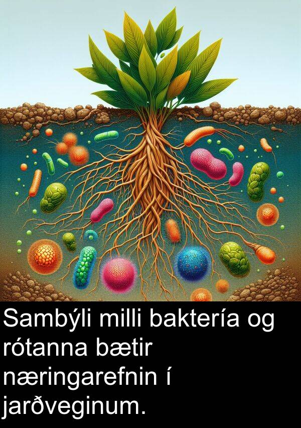 baktería: Sambýli milli baktería og rótanna bætir næringarefnin í jarðveginum.