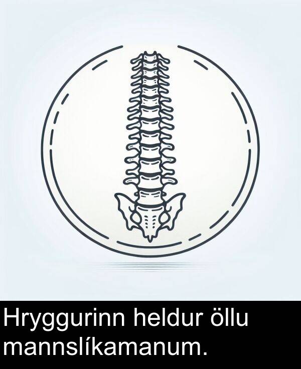 mannslíkamanum: Hryggurinn heldur öllu mannslíkamanum.