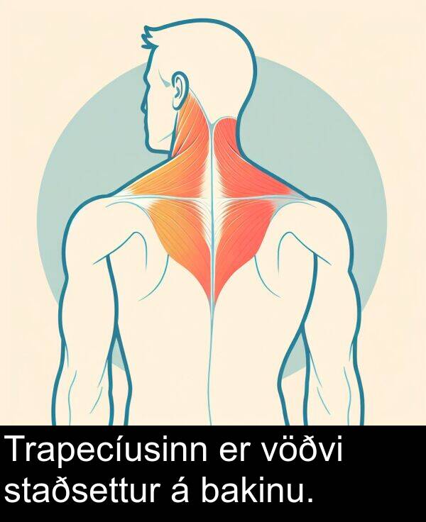 bakinu: Trapecíusinn er vöðvi staðsettur á bakinu.