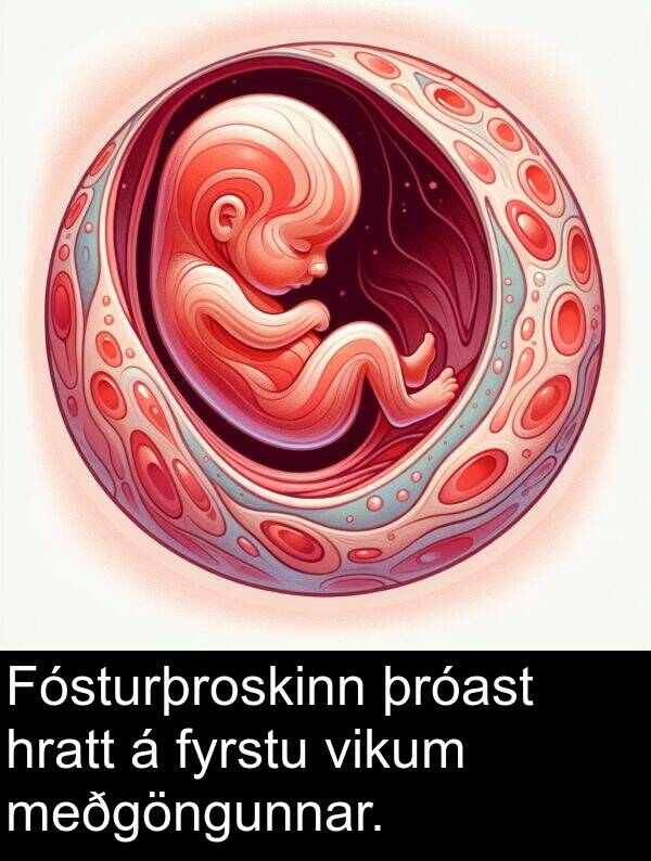 meðgöngunnar: Fósturþroskinn þróast hratt á fyrstu vikum meðgöngunnar.