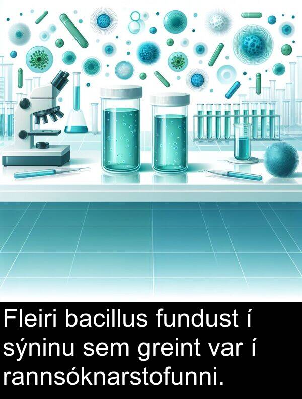 bacillus: Fleiri bacillus fundust í sýninu sem greint var í rannsóknarstofunni.