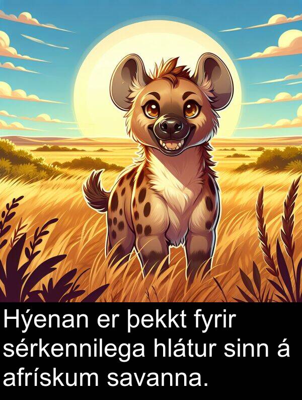 savanna: Hýenan er þekkt fyrir sérkennilega hlátur sinn á afrískum savanna.