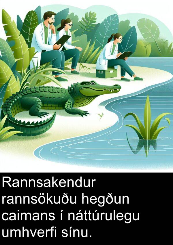 hegðun: Rannsakendur rannsökuðu hegðun caimans í náttúrulegu umhverfi sínu.