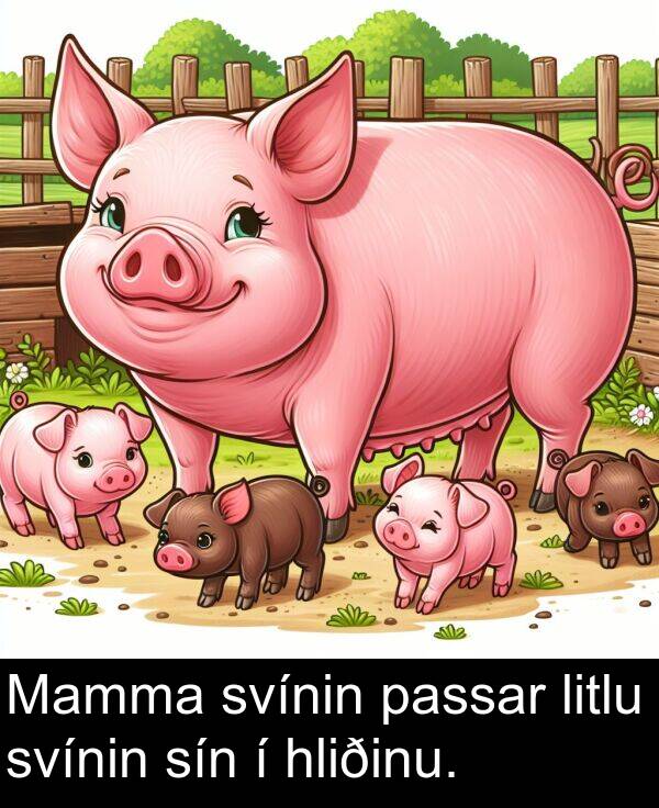 passar: Mamma svínin passar litlu svínin sín í hliðinu.