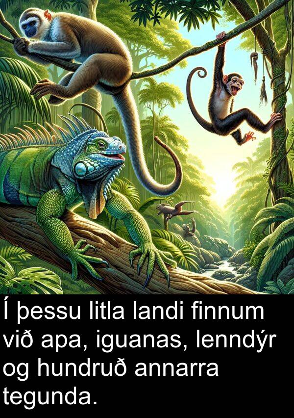 landi: Í þessu litla landi finnum við apa, iguanas, lenndýr og hundruð annarra tegunda.