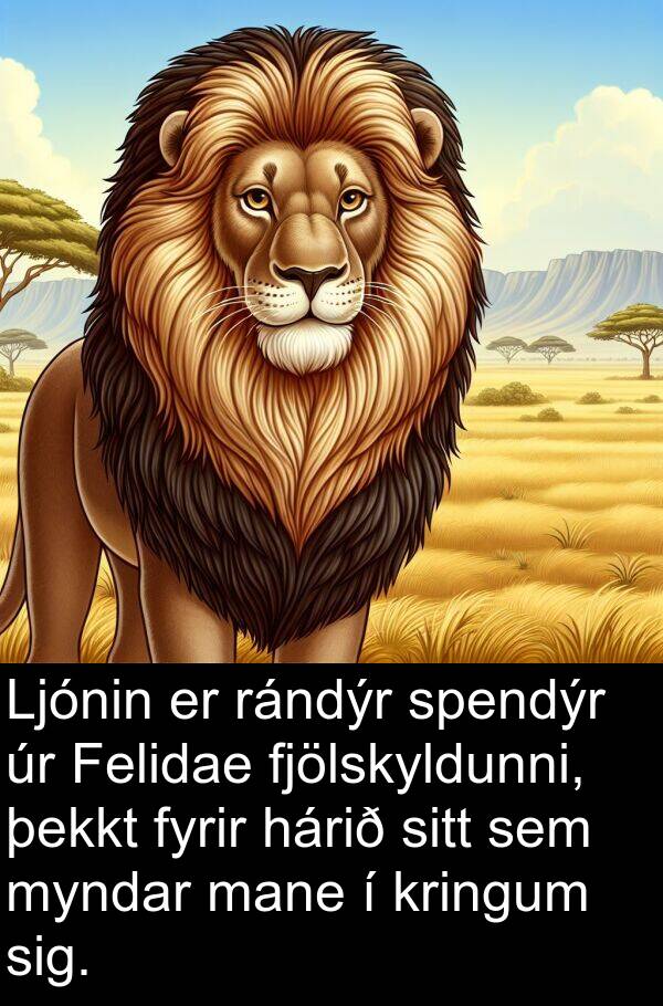 hárið: Ljónin er rándýr spendýr úr Felidae fjölskyldunni, þekkt fyrir hárið sitt sem myndar mane í kringum sig.