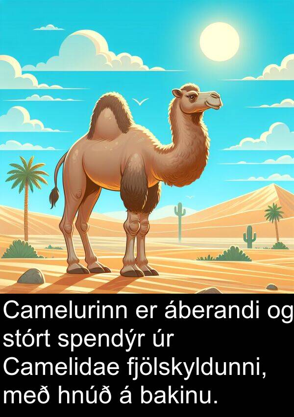 bakinu: Camelurinn er áberandi og stórt spendýr úr Camelidae fjölskyldunni, með hnúð á bakinu.