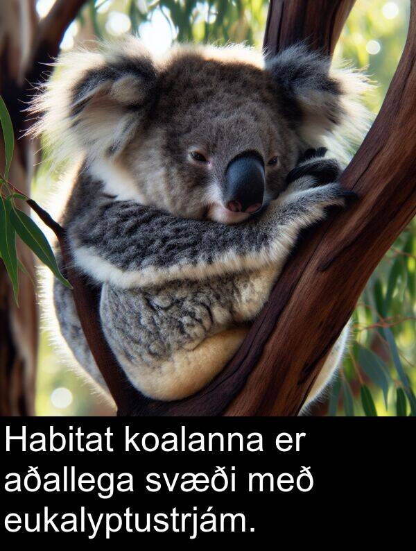 koalanna: Habitat koalanna er aðallega svæði með eukalyptustrjám.