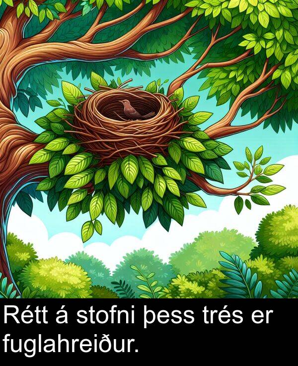 þess: Rétt á stofni þess trés er fuglahreiður.