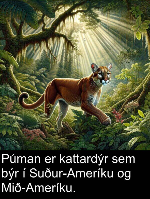 kattardýr: Púman er kattardýr sem býr í Suður-Ameríku og Mið-Ameríku.