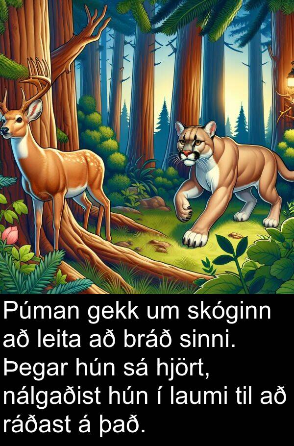 laumi: Púman gekk um skóginn að leita að bráð sinni. Þegar hún sá hjört, nálgaðist hún í laumi til að ráðast á það.