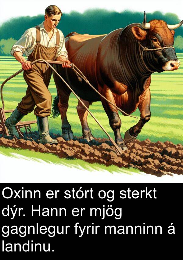 landinu: Oxinn er stórt og sterkt dýr. Hann er mjög gagnlegur fyrir manninn á landinu.