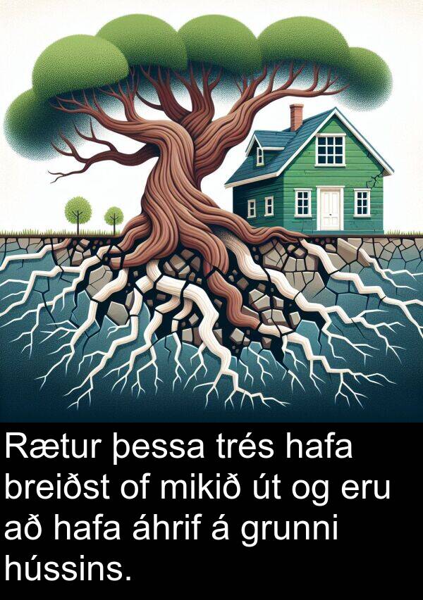 þessa: Rætur þessa trés hafa breiðst of mikið út og eru að hafa áhrif á grunni hússins.