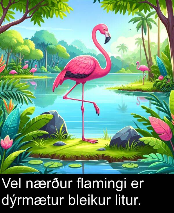 bleikur: Vel nærður flamingi er dýrmætur bleikur litur.