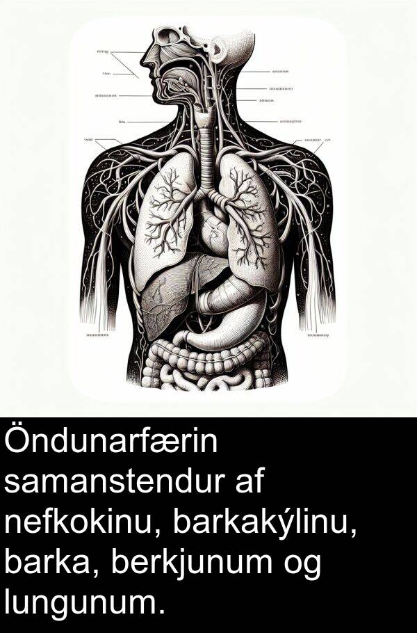 berkjunum: Öndunarfærin samanstendur af nefkokinu, barkakýlinu, barka, berkjunum og lungunum.