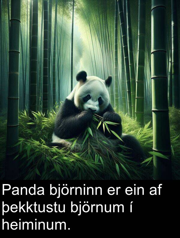 heiminum: Panda björninn er ein af þekktustu björnum í heiminum.