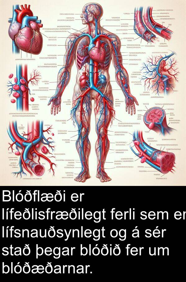 blóðið: Blóðflæði er lífeðlisfræðilegt ferli sem er lífsnauðsynlegt og á sér stað þegar blóðið fer um blóðæðarnar.