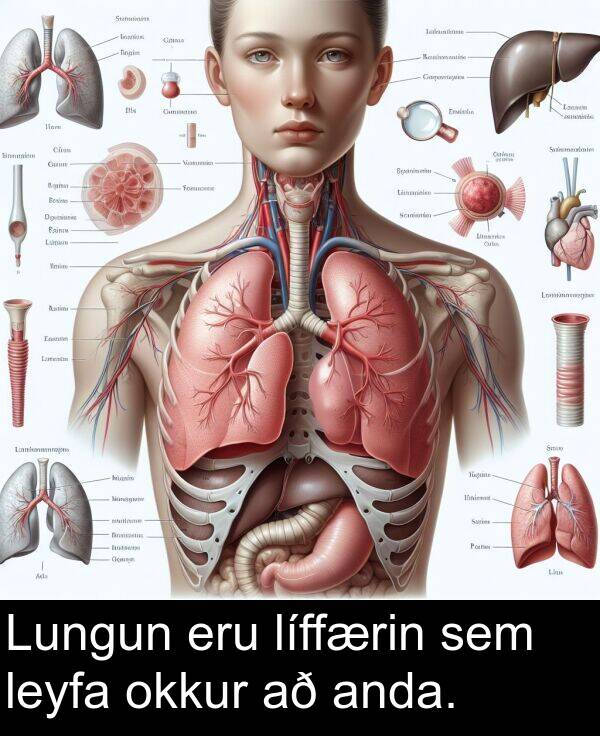 leyfa: Lungun eru líffærin sem leyfa okkur að anda.