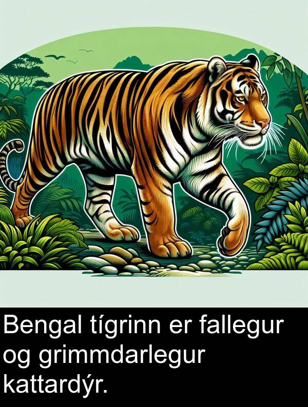 fallegur: Bengal tígrinn er fallegur og grimmdarlegur kattardýr.