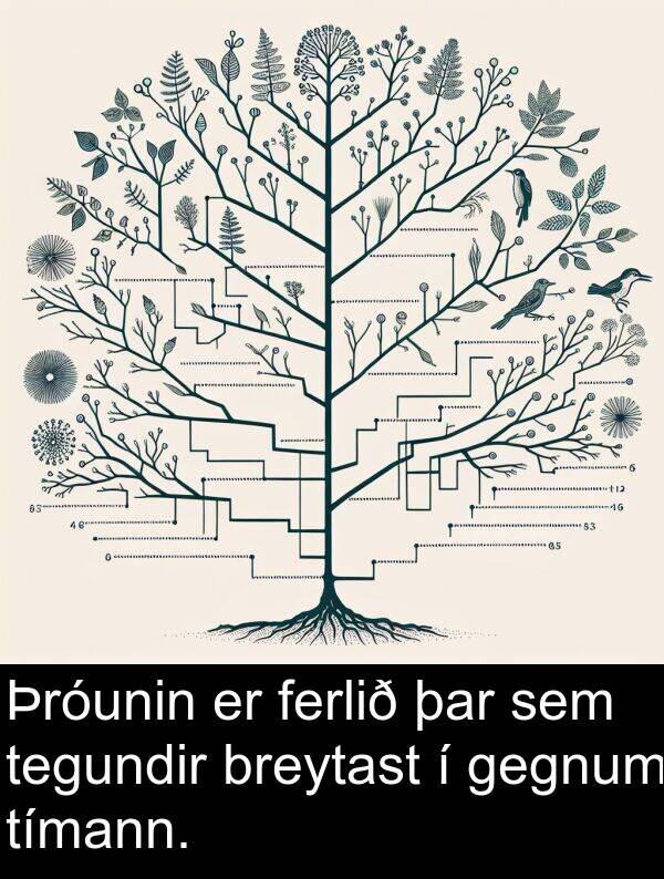 þar: Þróunin er ferlið þar sem tegundir breytast í gegnum tímann.