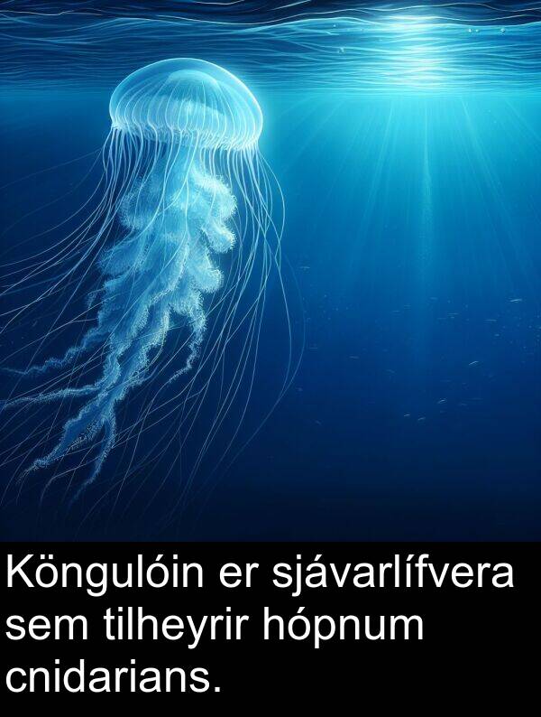 cnidarians: Köngulóin er sjávarlífvera sem tilheyrir hópnum cnidarians.