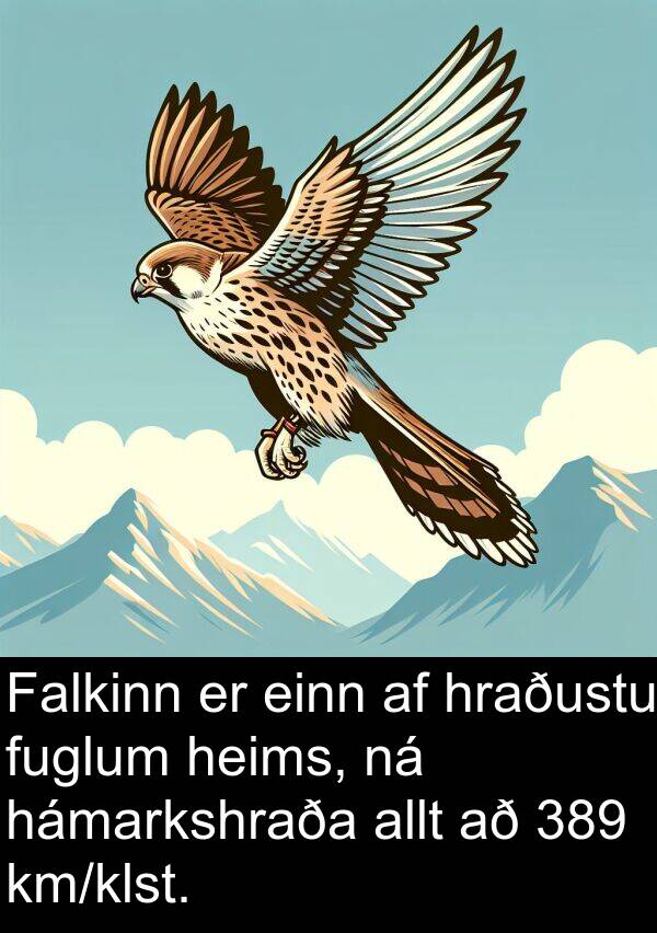 heims: Falkinn er einn af hraðustu fuglum heims, ná hámarkshraða allt að 389 km/klst.