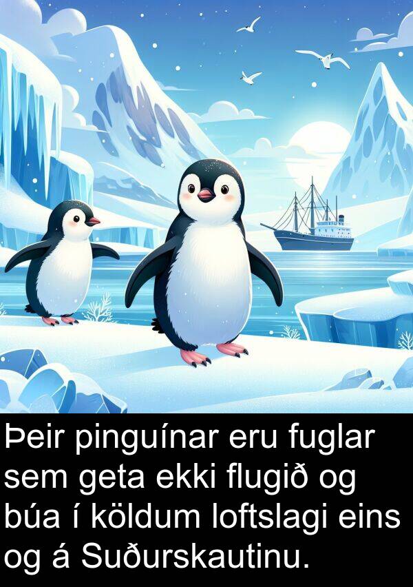 pinguínar: Þeir pinguínar eru fuglar sem geta ekki flugið og búa í köldum loftslagi eins og á Suðurskautinu.