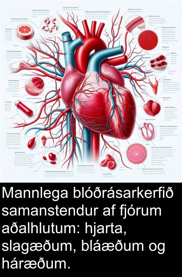 háræðum: Mannlega blóðrásarkerfið samanstendur af fjórum aðalhlutum: hjarta, slagæðum, bláæðum og háræðum.