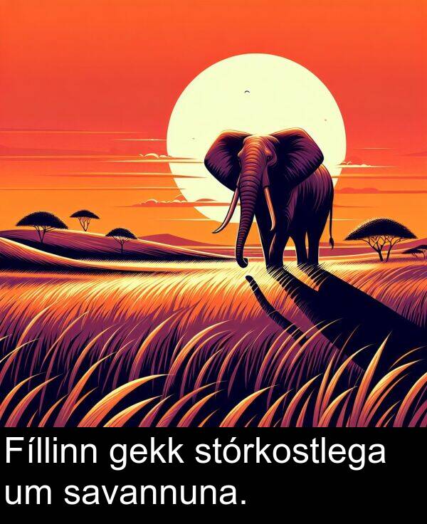 savannuna: Fíllinn gekk stórkostlega um savannuna.