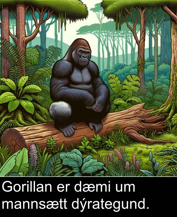 dæmi: Gorillan er dæmi um mannsætt dýrategund.