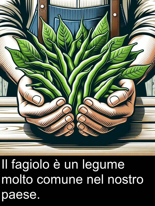 fagiolo: Il fagiolo è un legume molto comune nel nostro paese.