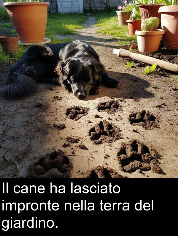 terra: Il cane ha lasciato impronte nella terra del giardino.