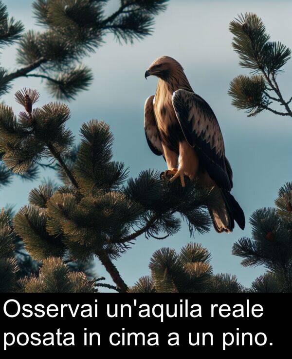 reale: Osservai un'aquila reale posata in cima a un pino.