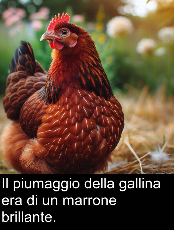 piumaggio: Il piumaggio della gallina era di un marrone brillante.