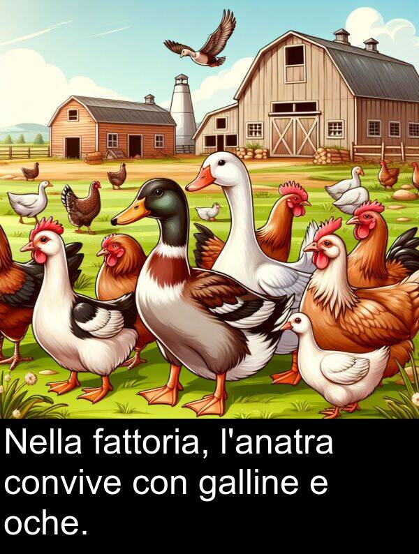 fattoria: Nella fattoria, l'anatra convive con galline e oche.