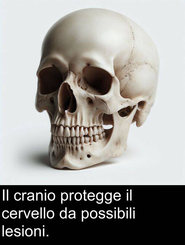 lesioni: Il cranio protegge il cervello da possibili lesioni.