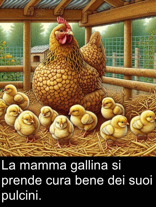 gallina: La mamma gallina si prende cura bene dei suoi pulcini.