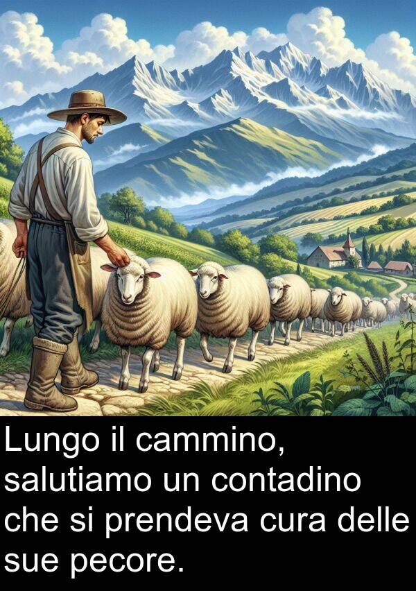 cammino: Lungo il cammino, salutiamo un contadino che si prendeva cura delle sue pecore.