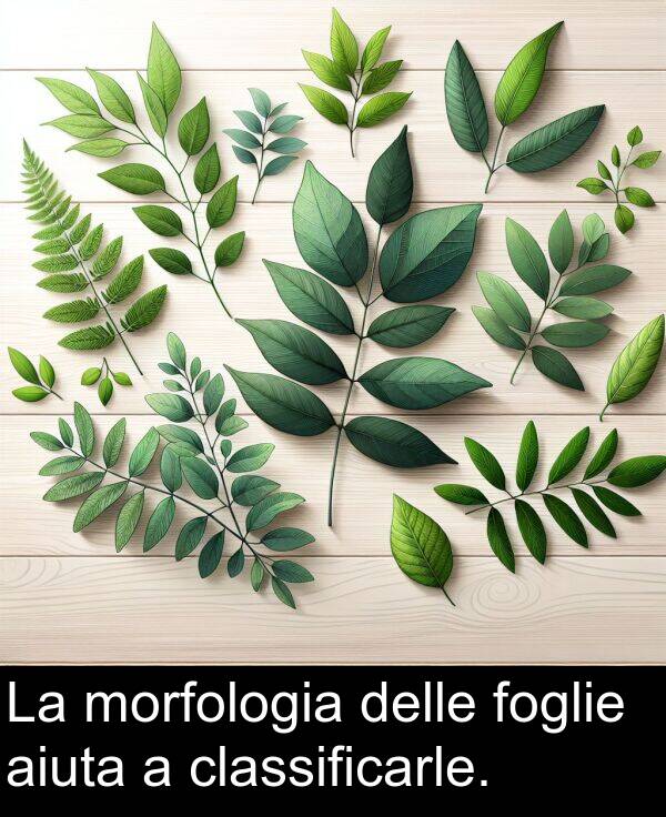 delle: La morfologia delle foglie aiuta a classificarle.