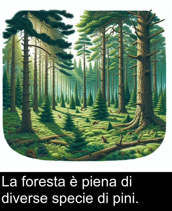 pini: La foresta è piena di diverse specie di pini.