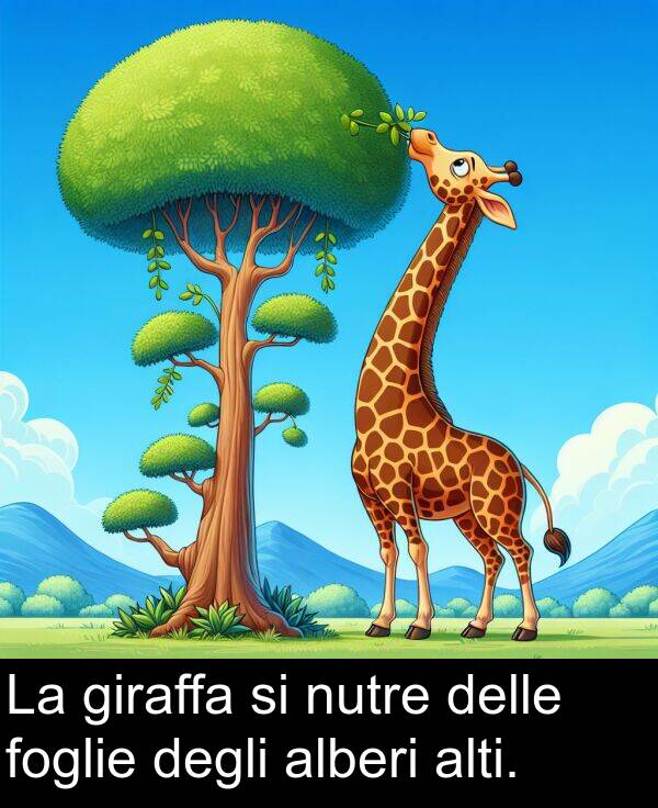 giraffa: La giraffa si nutre delle foglie degli alberi alti.