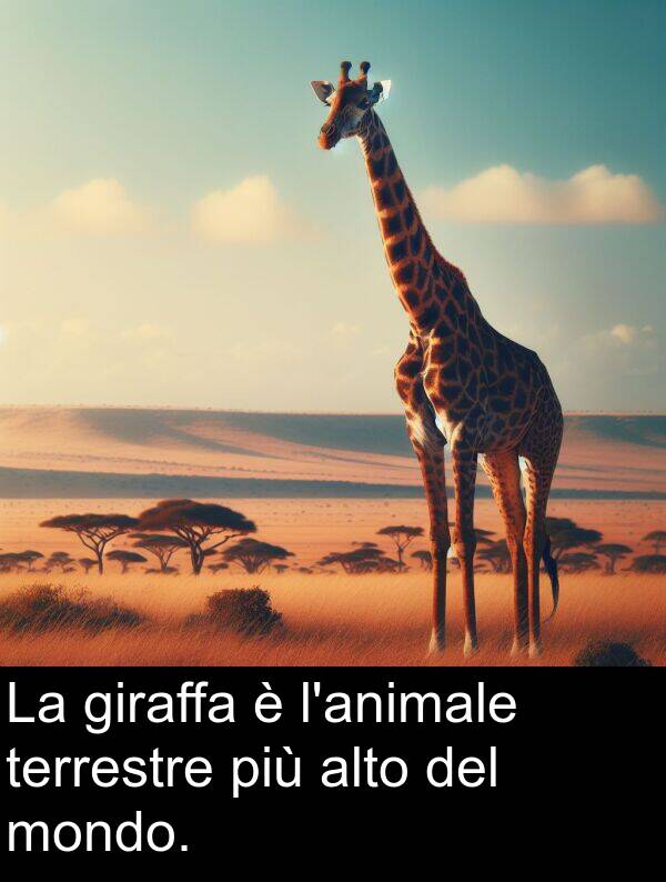 giraffa: La giraffa è l'animale terrestre più alto del mondo.