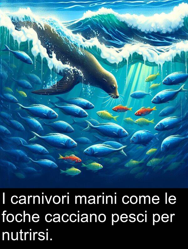 come: I carnivori marini come le foche cacciano pesci per nutrirsi.