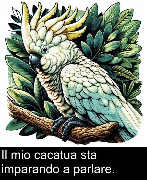 parlare: Il mio cacatua sta imparando a parlare.