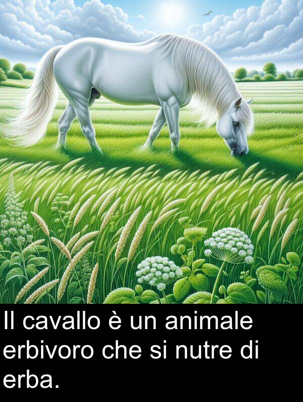 animale: Il cavallo è un animale erbivoro che si nutre di erba.