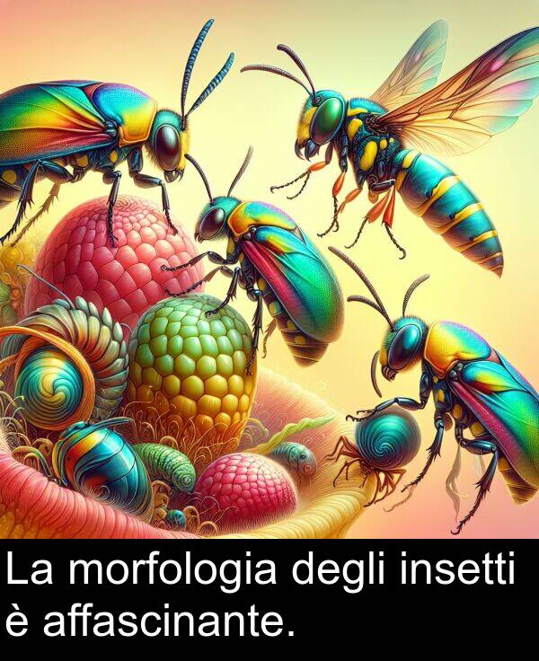 degli: La morfologia degli insetti è affascinante.