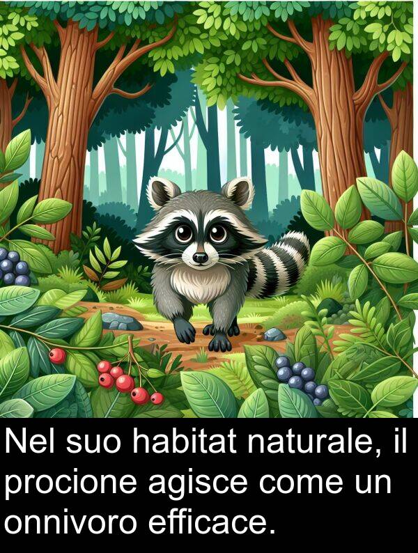 onnivoro: Nel suo habitat naturale, il procione agisce come un onnivoro efficace.