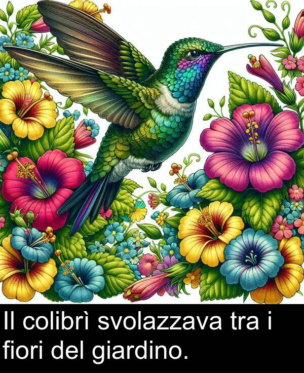 colibrì: Il colibrì svolazzava tra i fiori del giardino.